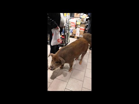 Escaped Pigs Raid Grocery Store And Go Straight For The Booze - Thumbnail Image