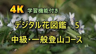 山野草　中級一般登山コース