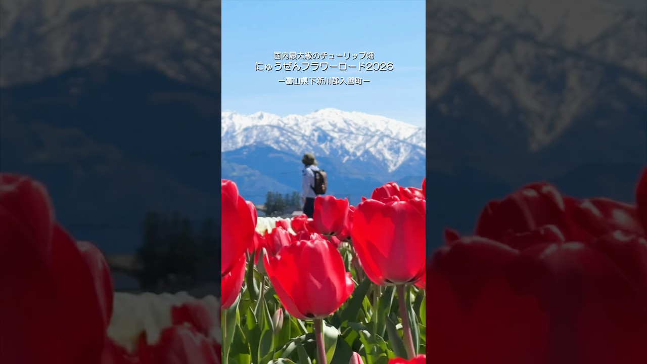 【にゅうぜんフラワーロード】春の四重奏だけじゃないもう一つの絶景#にゅうぜんフラワーロード #富山観光 #春の四重奏 #富山ツーリング #絶景スポット #バイク旅