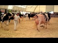 Ontario summer holstein show 2014 mature cow