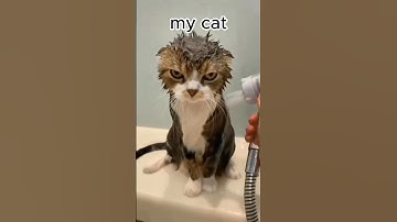 My friends cat vs My cat