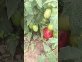 tomate lampião. #tomate#agriculturafamiliatomata