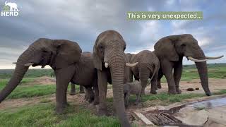 An Unexpected Meeting Between Baby Orphan Elephant, Phabeni & Setombe and Klaserie