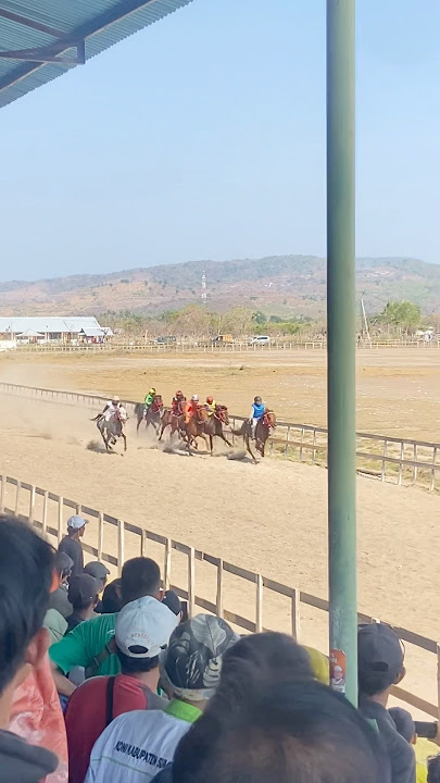 Riuh penonton di pacuan kuda sumbawa #shorts #horse