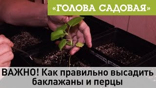 Голова садовая - ВАЖНО! Как правильно высадить баклажаны и перцы