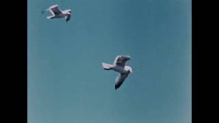 Hinterland - Who's Who - Herring Gull