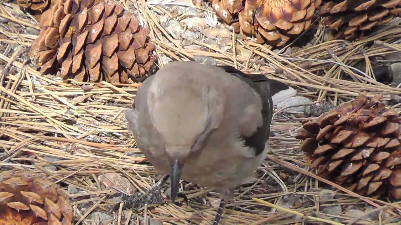 Young Clark's Nutcracker