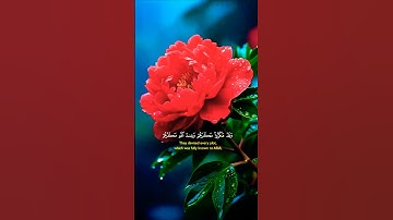 تلاوة خاشعة بصوت جميل ومؤثر #اكسبلور #المصحف #aslam #تلاوة #duet #trend #islamic_video