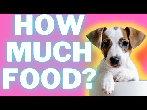 Feeding A Jack Russell Terrier Puppy: Proper Quantity, Tracking Results and Tips  (#terrierowner)