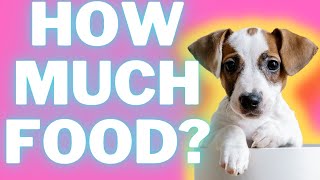 Feeding A Jack Russell Terrier Puppy: Proper Quantity, Tracking Results and Tips  (#terrierowner)