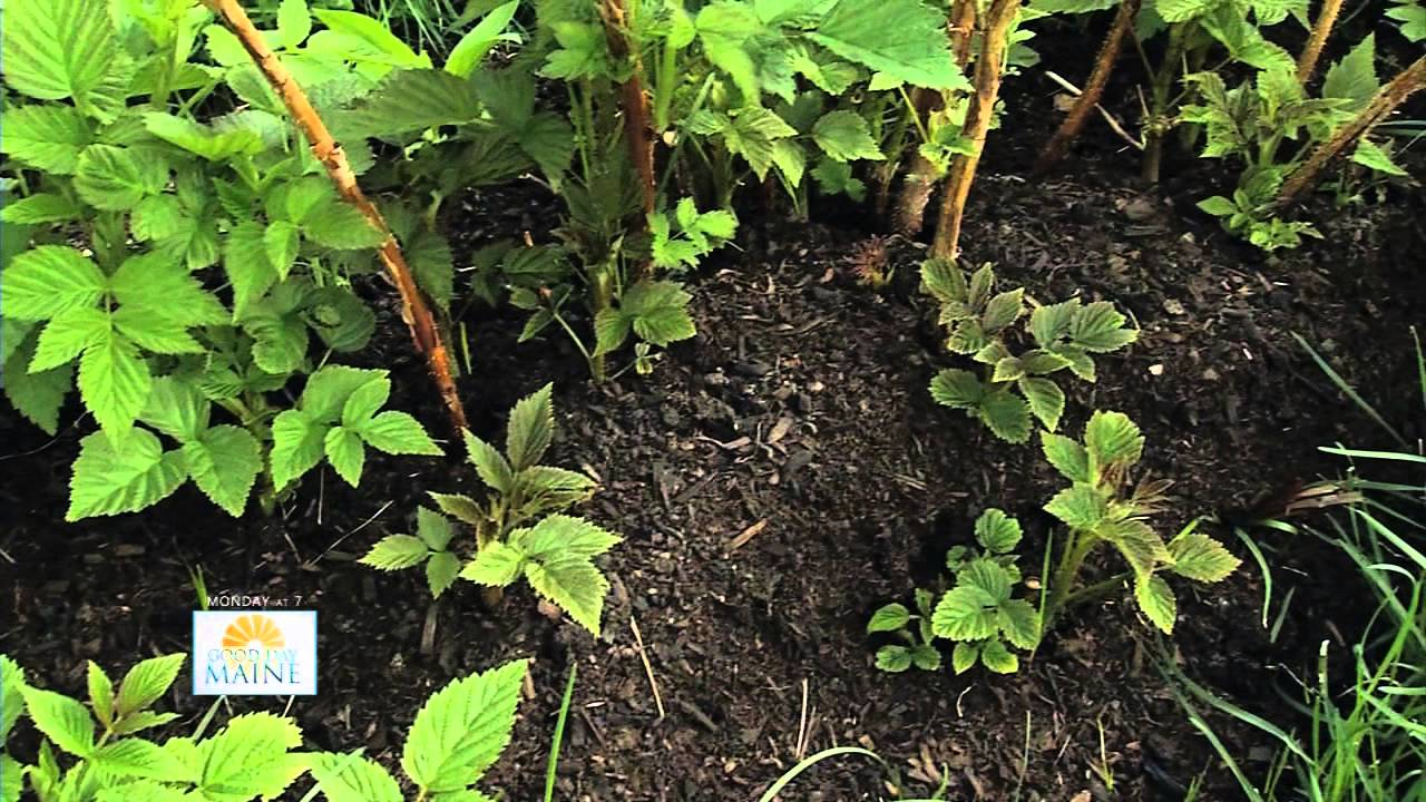 What's Growing Raising Raspberries YouTube
