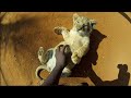 Can You Have a Pet Lion?