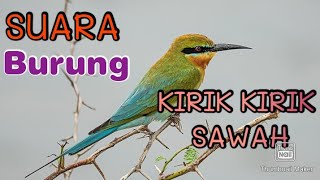 SUARA BURUNG KIRIK KIRIK SAWAH