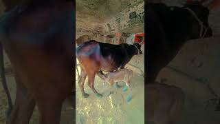 #cow #vasuki #sitare