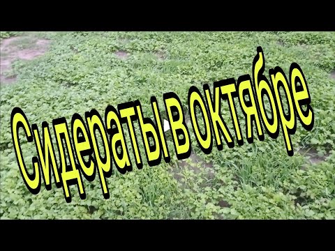 Сидераты в октябре