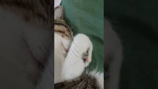 웃상 무릎 냥이 (고양이 소랑이의일상) #고양이브이로그 #catvideos #cat #잠자는고양이