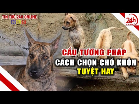 Cách chọn chó khôn theo kinh nghiệm dân gian " cẩu tướng pháp "  | Mẹo vặt nuôi chó thú cưng |NLT