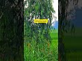 20x zoom test s25 ultra🤫#youtubeshort#viralvideo #ytshorts#s25ultra#zooming#s24ultravsiphone17zoom