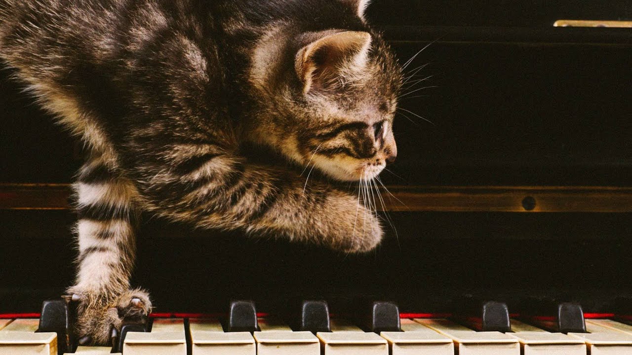 Cat Dance – Joyful Piano Piece by Sogomon Egoyan