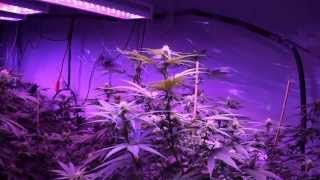Kushington Farms Uses Lush Lighting Takes A Wander Around The Farm 10 17