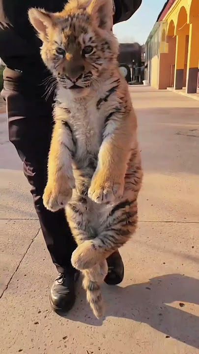 🐯🐯🐯Put me down quickly!😠😠😠 #tigercub  #tiger #kitten #foryou #fpy #cute #kitty #zoo #adorable