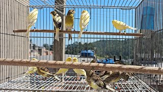 É tanto filhote que tive que lavar as voadeiras com eles dentro kkkk