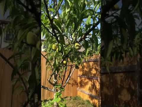 Video: Earligrande Peach Fruit: cuidado de los melocotones Earligrande en los jardines