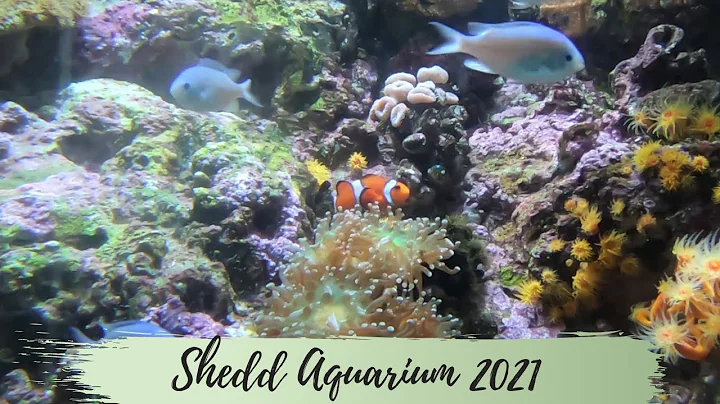 Shedd Aquarium 2021