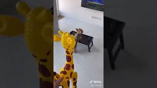 ЗЛОЙ ПЁС испугался ЖИРАФА 🦒😱