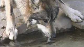 A wolf trotting around