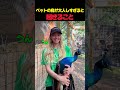 ペットの鳥が大人しすぎると起きること