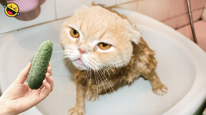 Watch the video about Funny CATS Videos Compilation 😻 You Can't Stop Laughing!