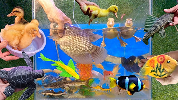 Tổng hợp các video cá cảnh đẹp, động vật dễ thương, vịt, cá la hán, cá tàu ngầm, sinh vật biển