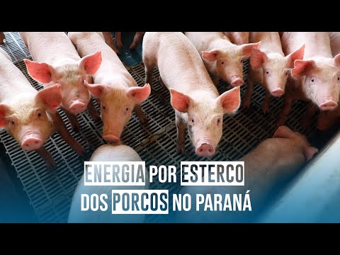 Vídeo: O que é venenoso para porcos - Aprenda sobre plantas que são tóxicas para porcos
