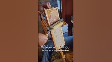 تلاوة خاشعة لآية "وأوحى ربك إلى النحل" 🎤🐝❤️ للشيخ عبدالباسط عبدالصمد