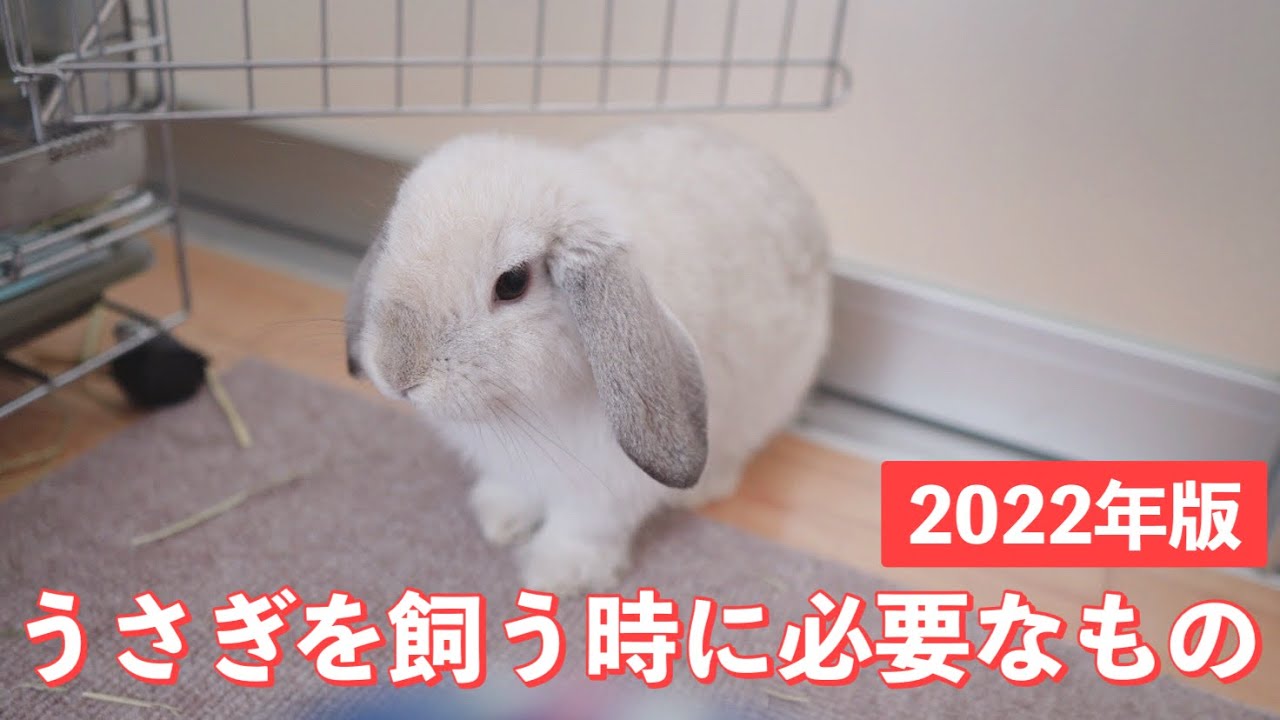 22年版 うさぎを飼う時に必要なもの ホーランドロップ ちびラブちゃん Youtube