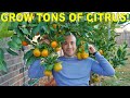 Three TIPS For GROWING TONS OF CITRUS - Even In Cool Climates!