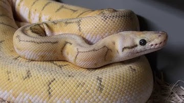 Ball Python Collection Update & 2013/2014 Breeding Plans (11/6/13)