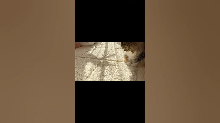 Watch the video about [Short] 😻Funny Scottish Fold kitten's reaction to shadows and reflected light. Elle video No.S298