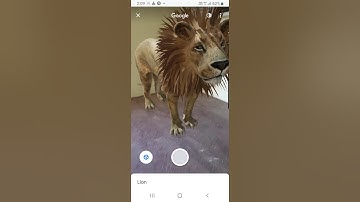 Google 3D Animal l Lion