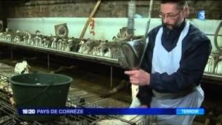 Pourquoi on gaver les oies ?