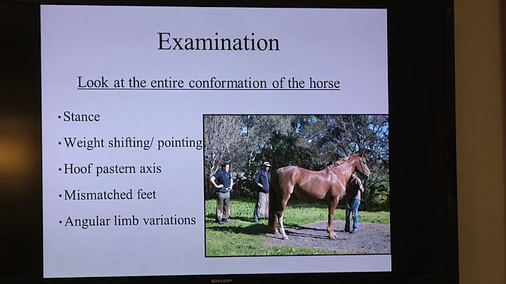 Equine Podiatry With Dr  Lordan