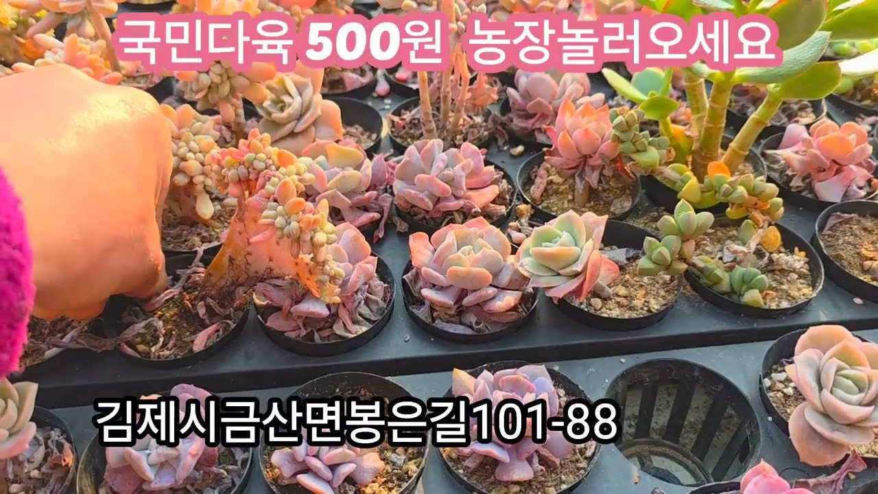 국민다육 500원 농장놀러오세요  김제시금산면봉은길101-88 
