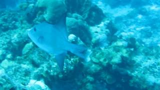ocean triggerfish swim by 02042017
