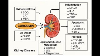 Curcumin In The Treatment Of Kidney Diseases A Systems Review With Emphasis On Drug Interactions