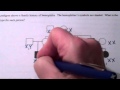 Genetics and Pedigree Analysis Quiz