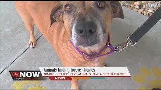 Animals finding forever homes