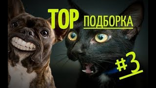 СМЕШНЫЕ ЖИВОТНЫЕ /2019 /TOP ПОДБОРКА СМЕШНЫЕ ЖИВОТНЫЕ /2019 /TOP ПОДБОРКА