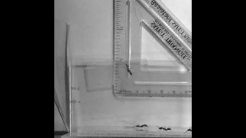 Jaw propulsion in trap-jaw ants