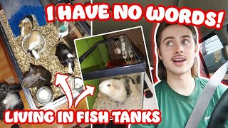 RESCUING 5 GUINEA PIGS FROM CRAIGLIST LIVING IN FISH TANKS